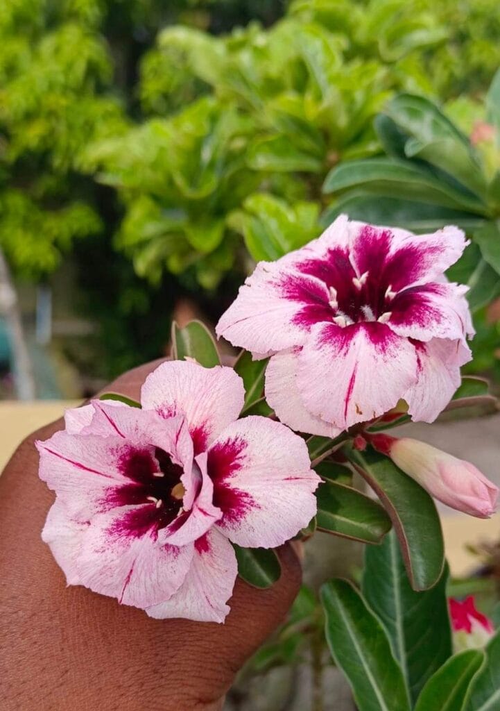 It's a beautiful colour.. Grafted plants.. Thailand variety.