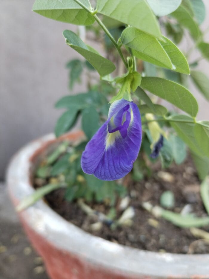 Aprajita seeds