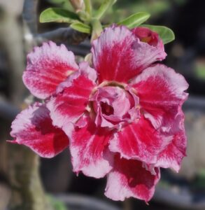 Adenium
