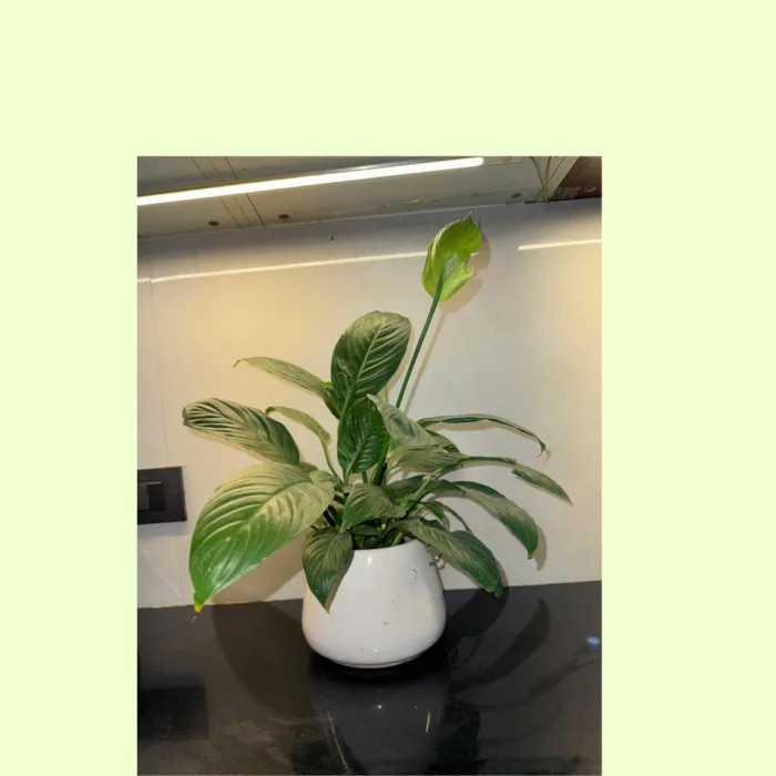 Healthy Peace Lily in Elegant Big size Ceramic Pot – Air-Purifying Beauty