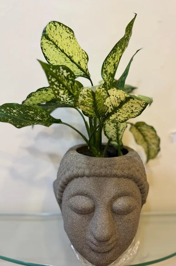 Aglaonema Snow White in Stilish Big Stone finish Buddha head planter 10 inches