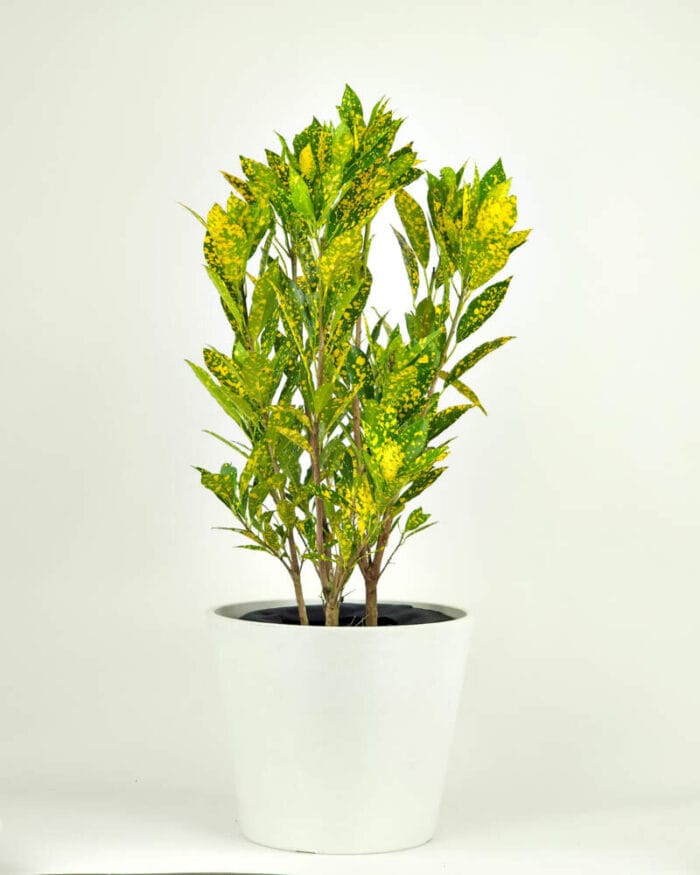 Gold Dust Croton