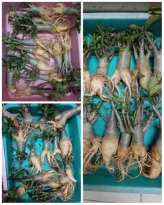 Arabicums, Imported Seed grown