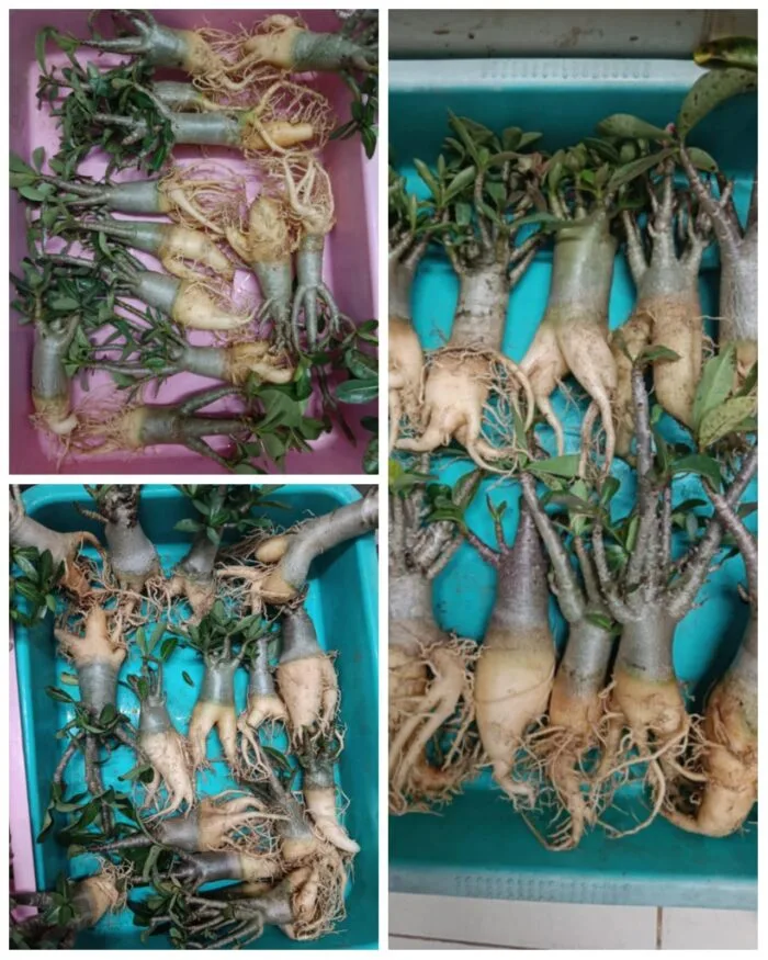Arabicums, Imported Seed grown