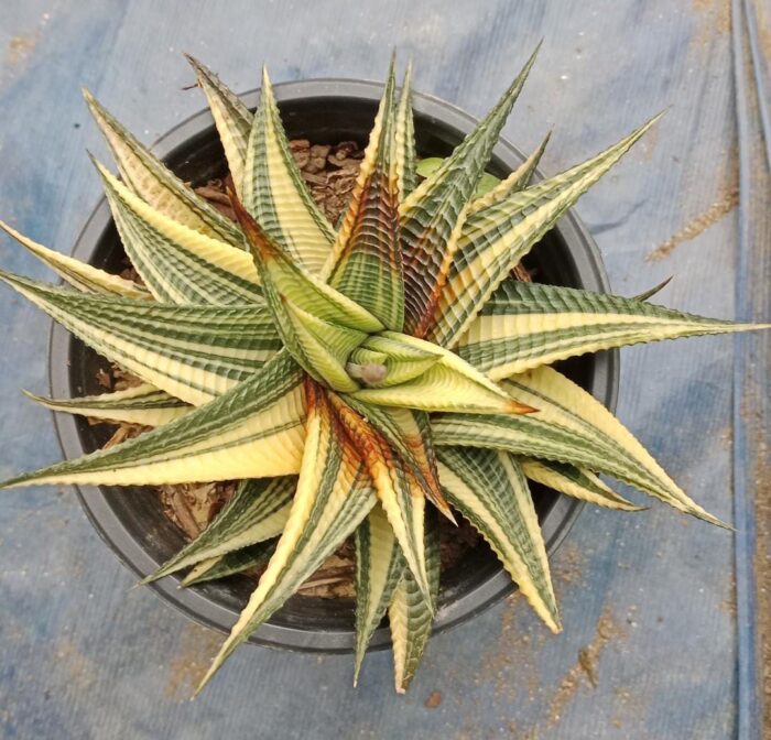 Haworthia limifolia varigated