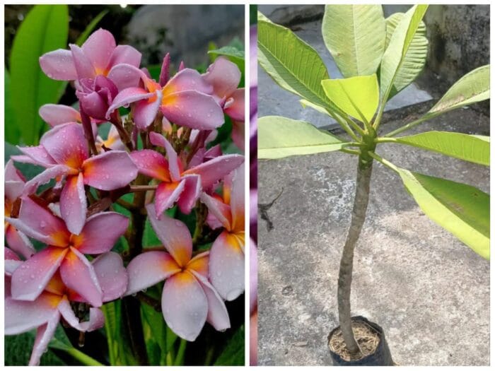 Imported variety plumeria