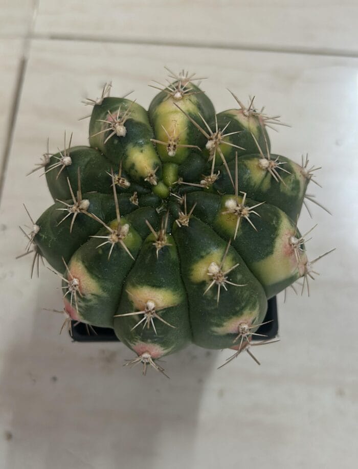 Variegated Gymnocalycium