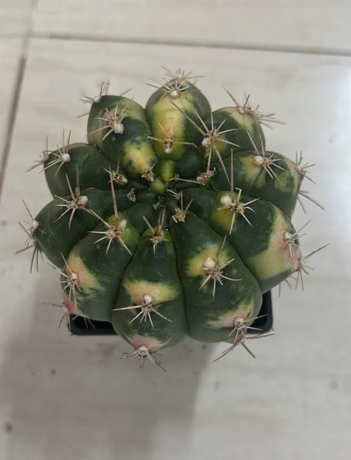 Variegated Gymnocalycium