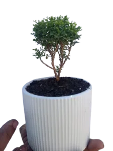 Table Kamini with ceramic pot