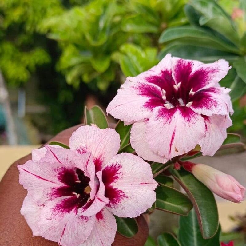 It's a beautiful colour.. Grafted plants.. Thailand variety.