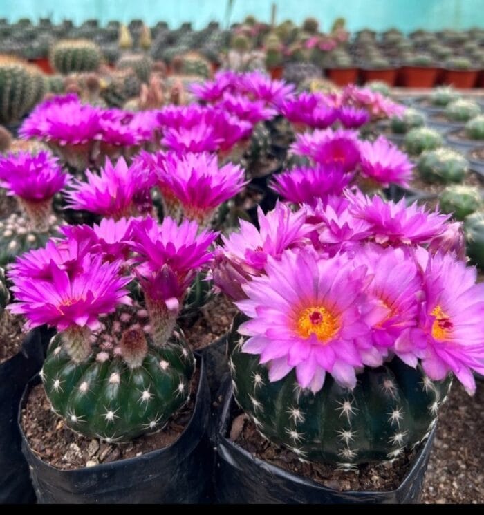 Blue flowering cactus