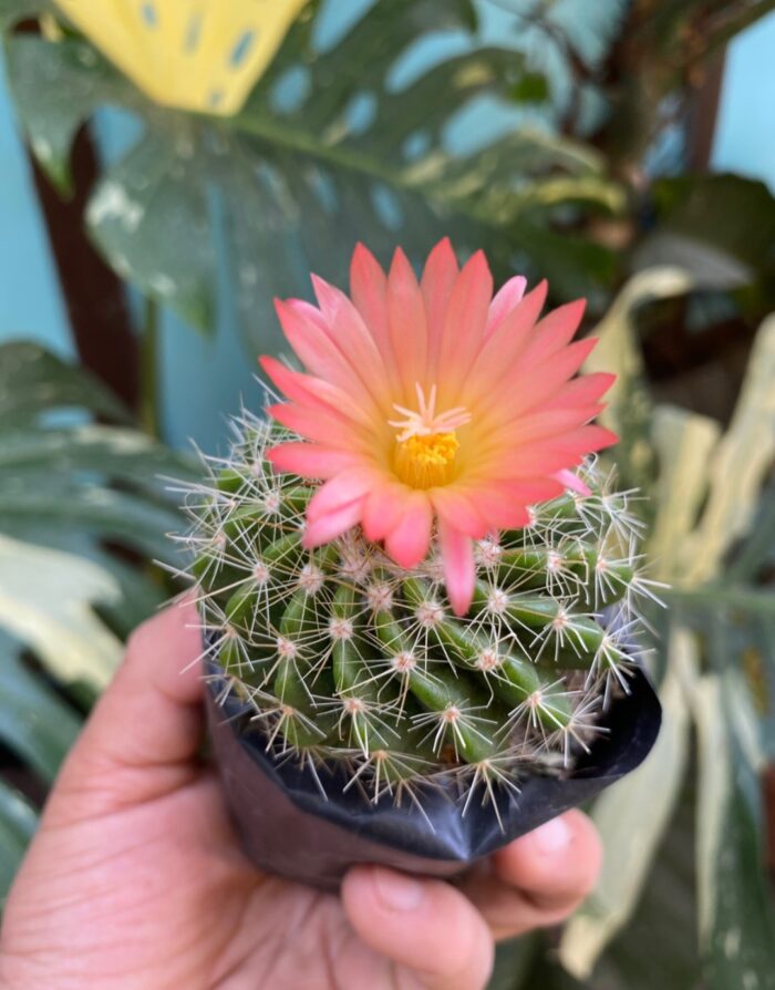 Pink flowering cactus