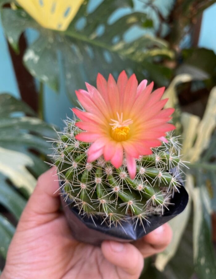 Pink flowering cactus - Image 2