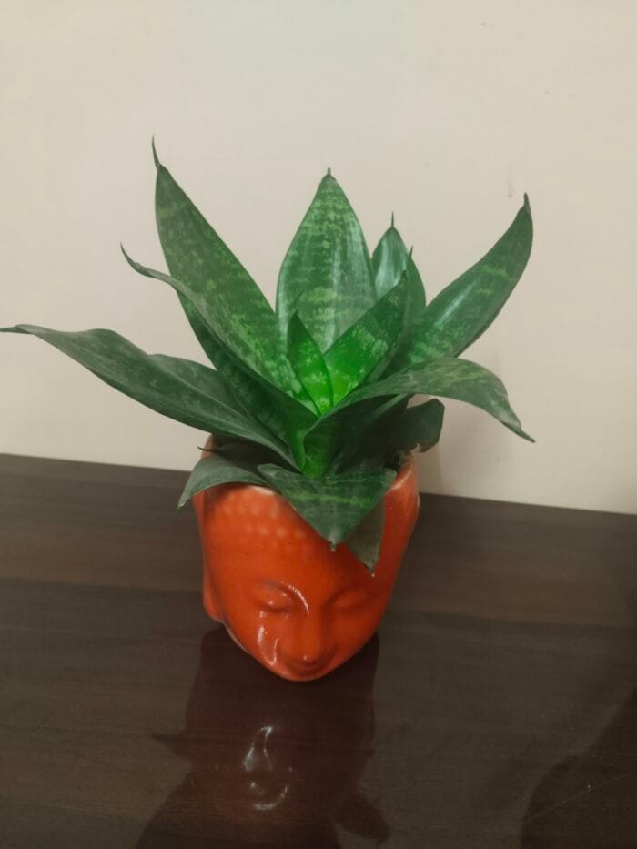 Sansevieria - Image 4