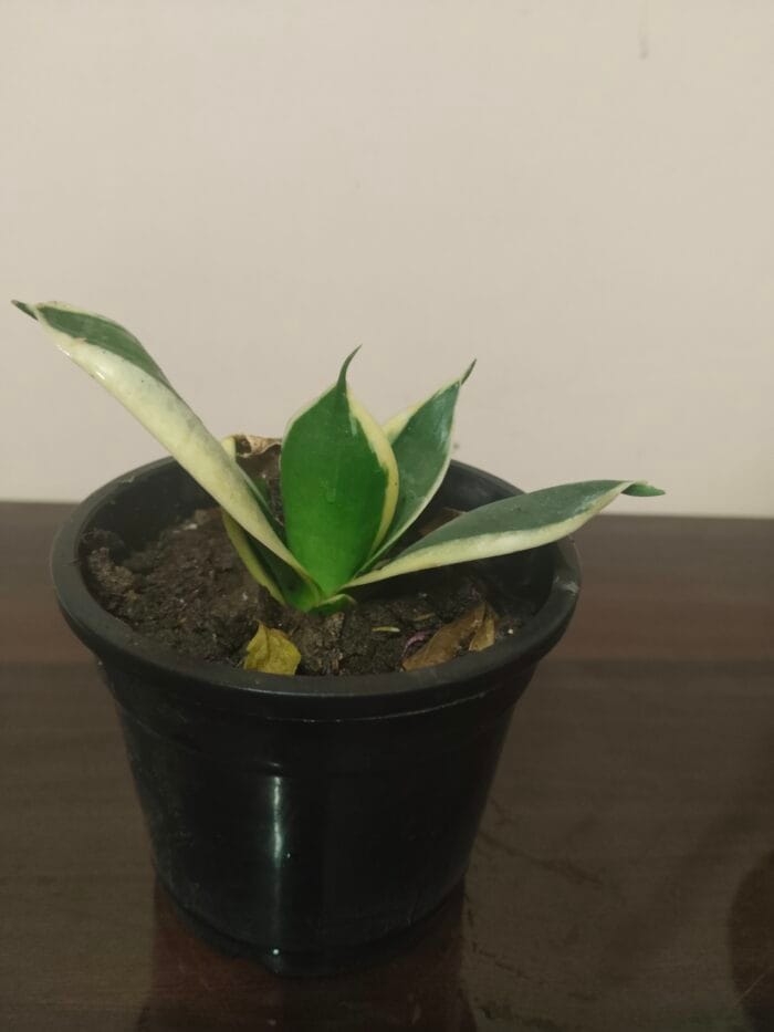 Sansevieria - Image 3