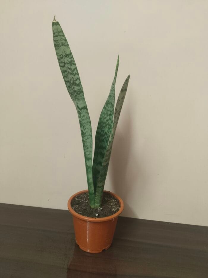 Sansevieria