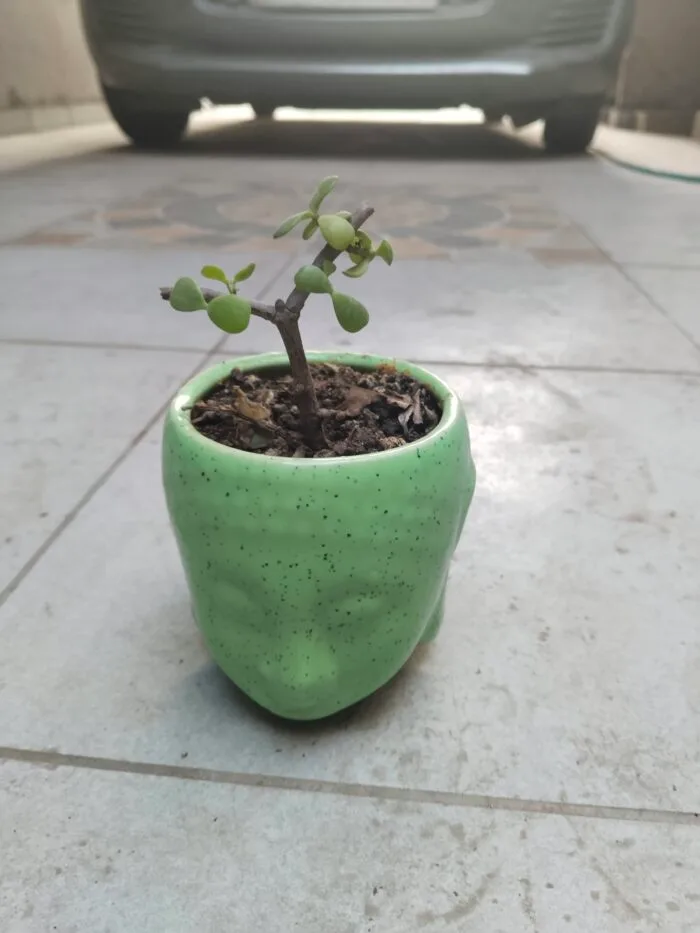 Jade plant - Image 2