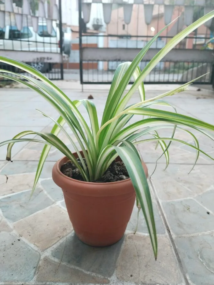 Spider plant - Image 2