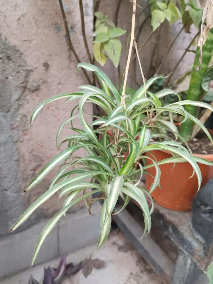 Spider plant