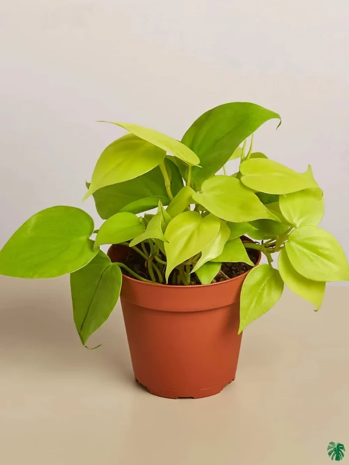 Philodendron Neon