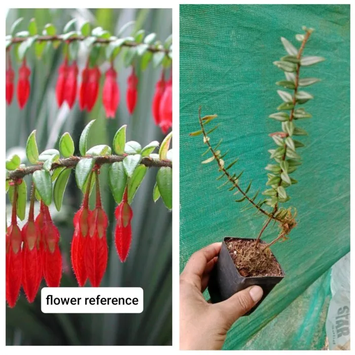 Agapetes serpens