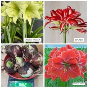 Imported Amrylis lily bulbs