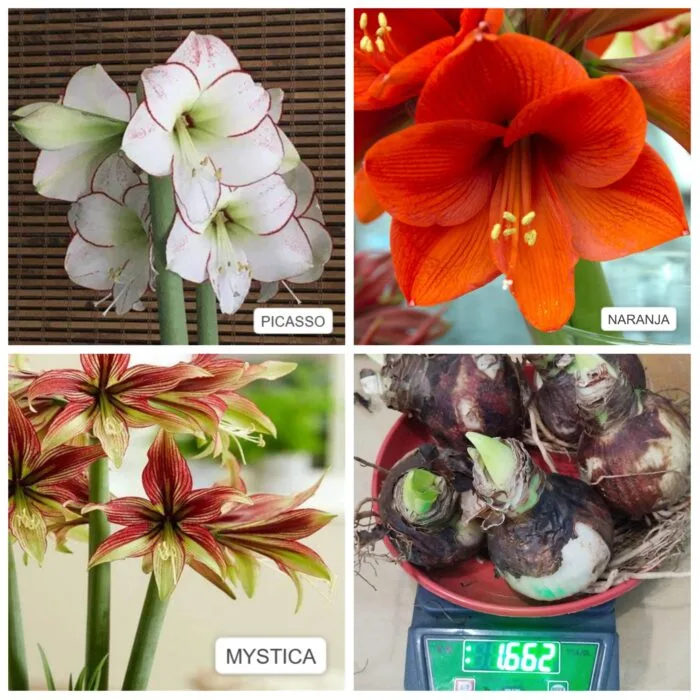 Imported Amrylis lily bulbs - Image 2