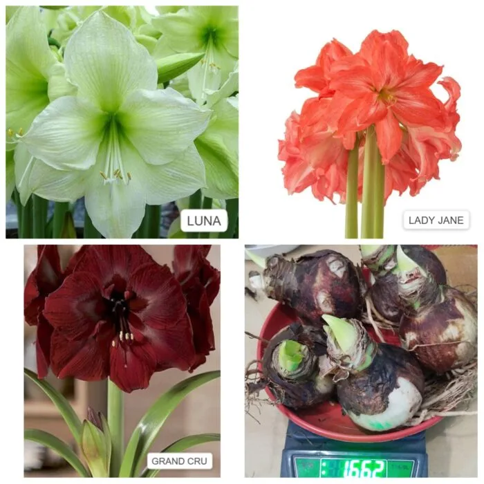 Imported Amrylis lily bulbs - Image 3