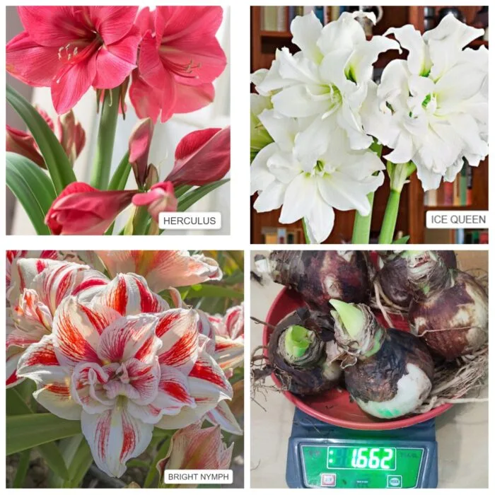 Imported Amrylis lily bulbs - Image 4