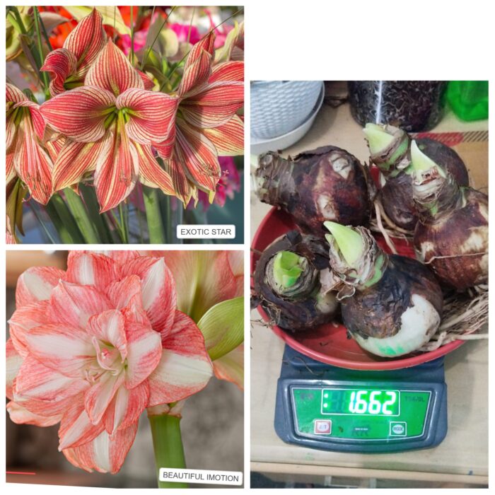 Imported Amrylis lily bulbs - Image 5