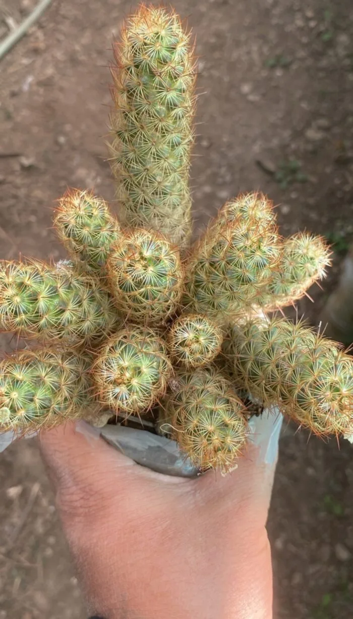 Copper King cactus multi head