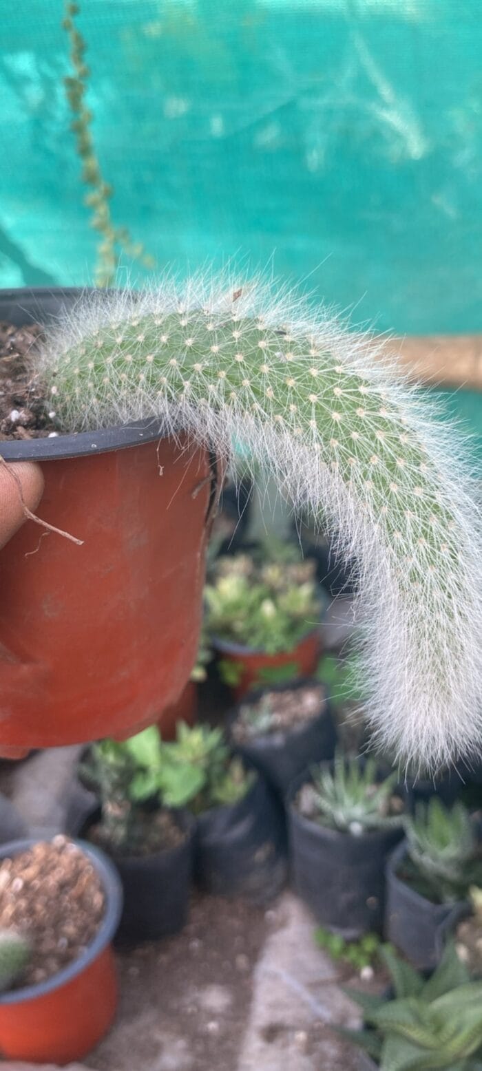 Small Money tail cactus