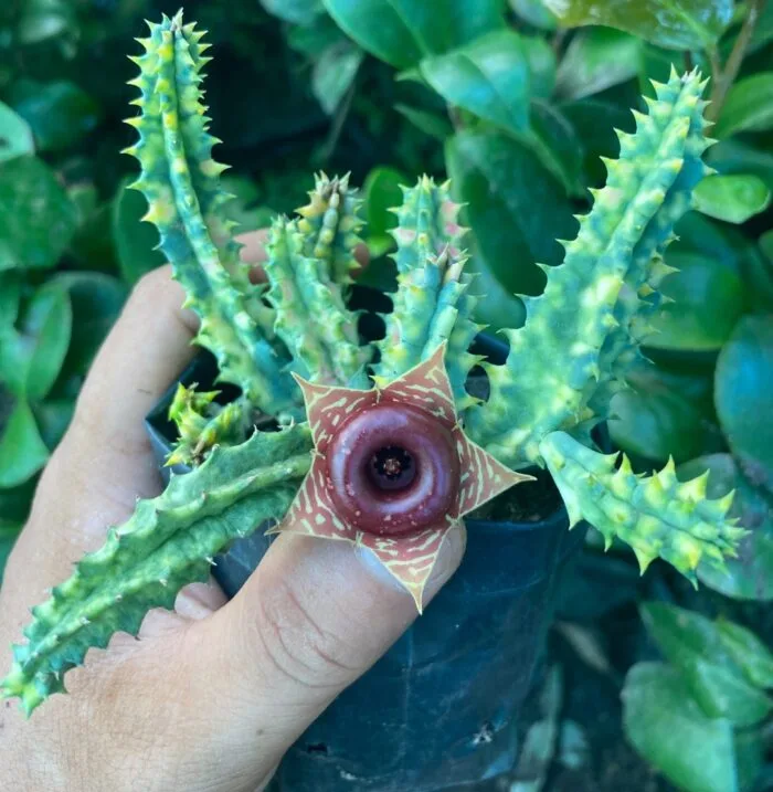 Huernia zebrina (Lifesaver Cactus)