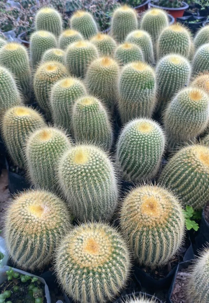 Lemon cactus