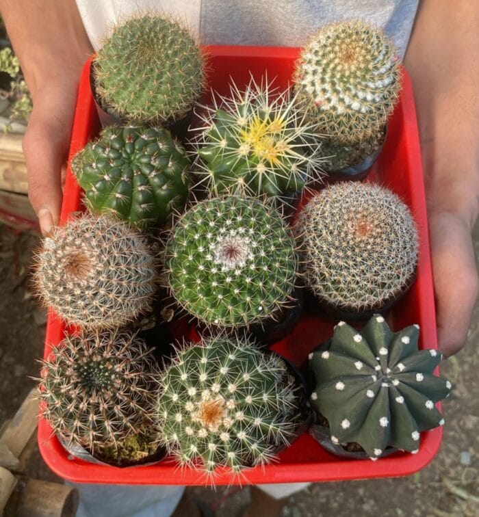 Combo of beautiful cactus