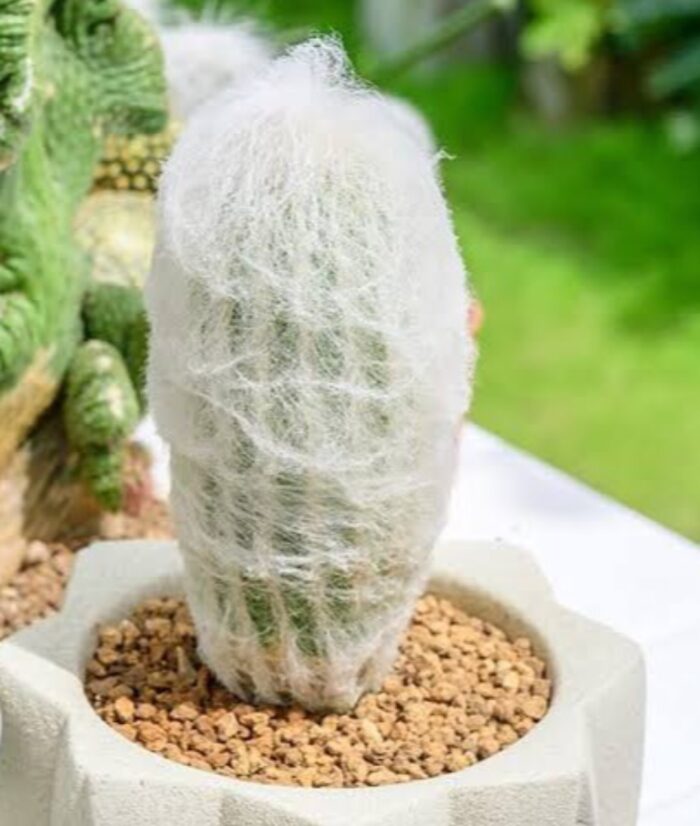 Old Men Cactus