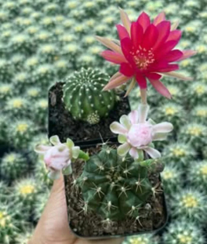 Combo of 2 cactus