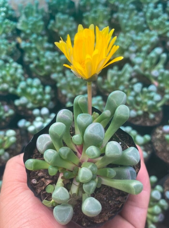 Baby toes