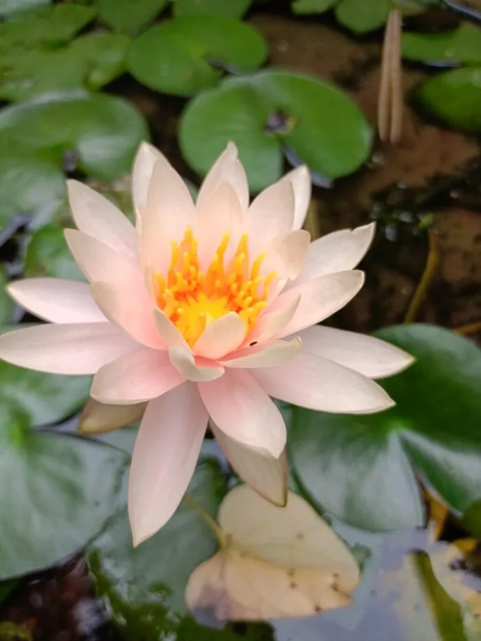 Water Lily - Image 2