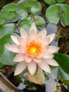 Water Lily