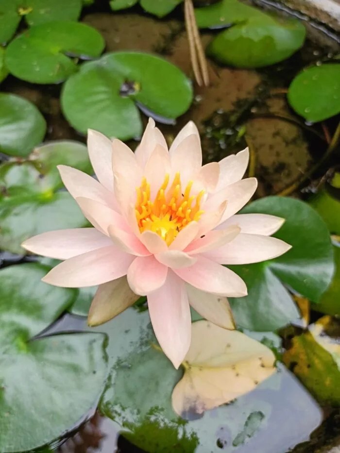Water Lily - Image 3