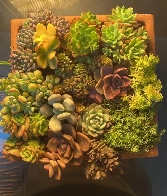 Succulents Tray