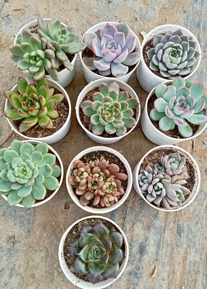 Succulents Combo