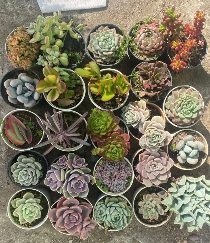 Succulents Combo