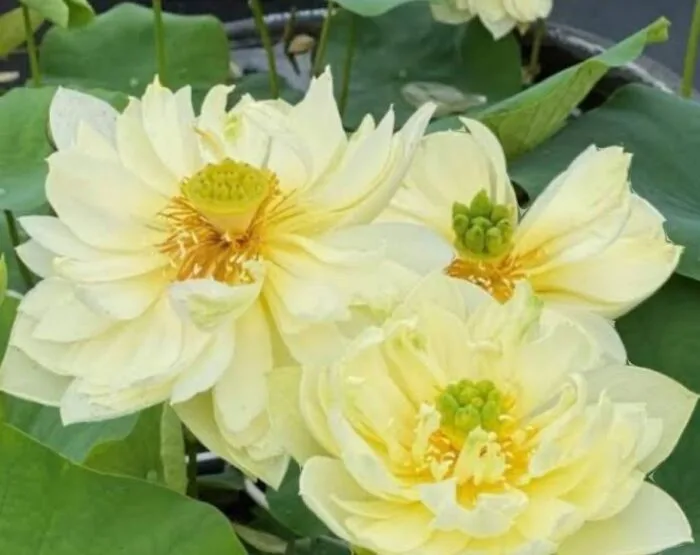 Yellow Peony Lotus Tuber