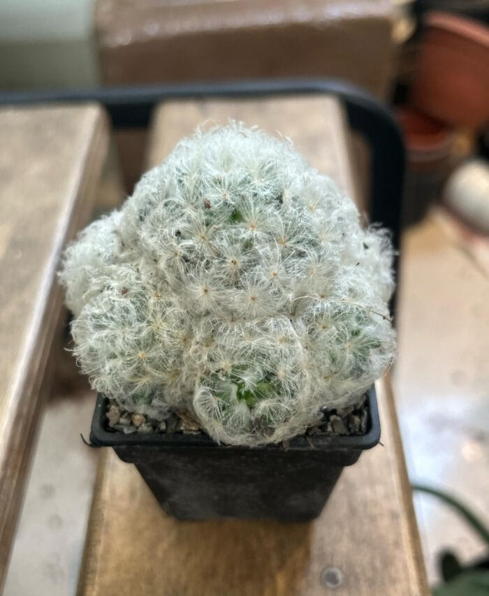 Big size Mammillaria plumosa