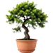 Bonsai