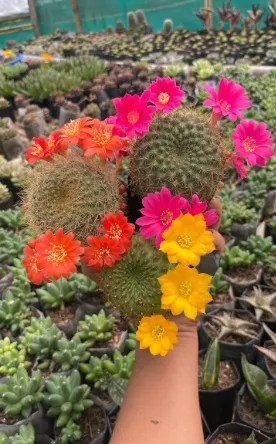 combo of 3 beautiful cactus