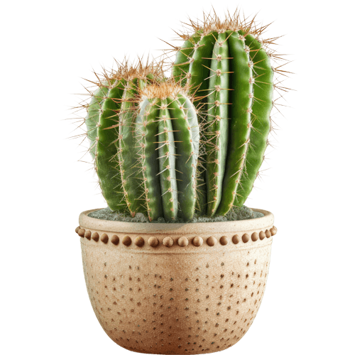 Buy Cactus Plants Online – Unique and Easy-to-Care Plants