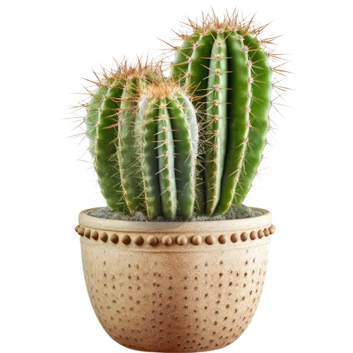 Buy Cactus Plants Online – Unique and Easy-to-Care Plants